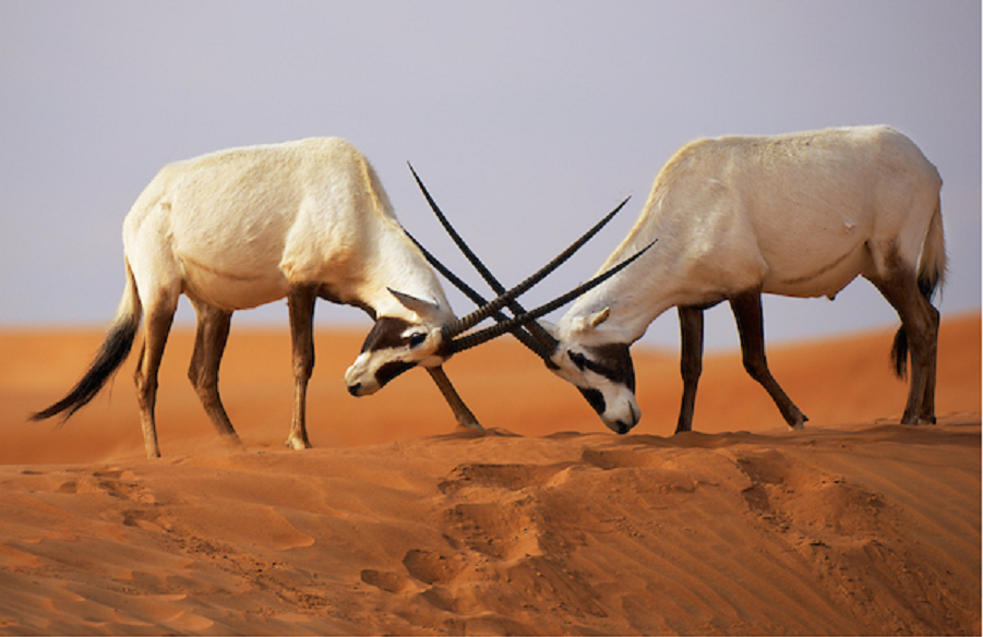 Arabian Oryx, Oryx leucoryx